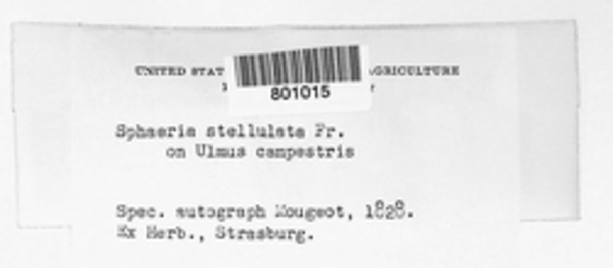 Eutypella stellulata image
